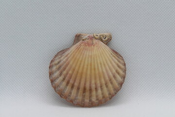 Scallop seashell isolated on a white background 