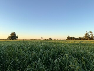 Crop field - Campo argentino 