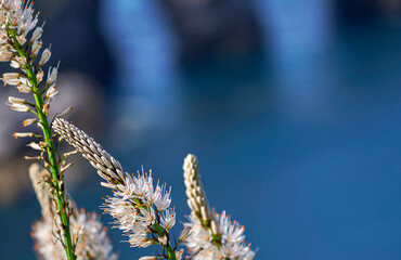 Asphodelus flower close up