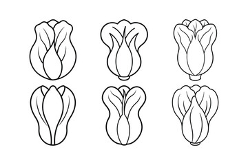 Bok Choy (Brassica rapa subsp. chinensis) design, labeled line art vector illustration