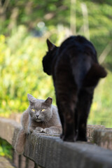 自然公園の柵の上で相対する黒猫と威嚇するグレーの毛並みの野良猫達