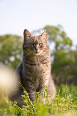 春のシロツメクサと日向で気持ちよさそうに眼を細めてるサバトラ柄の野良猫
