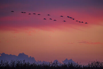 Flock of birds, Common Crane, migration in Hortobagy National Park, UNESCO World Heritage Site,...
