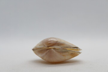 White trough shell or rayed trough clam, rayed trough shell, white trough clam (Mactra stultorum) on a white background. Place of find: Aegean Sea, Greece, Halkidiki
