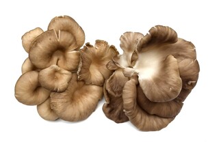Fresh brown oyster mushrooms on a white background