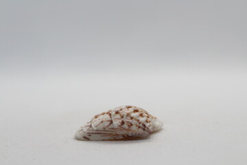 Seashell of bivalve mollusc king venus (Lirophora paphia) on a white background. Place of find: Atlantic Ocean, Cuba, Varadero