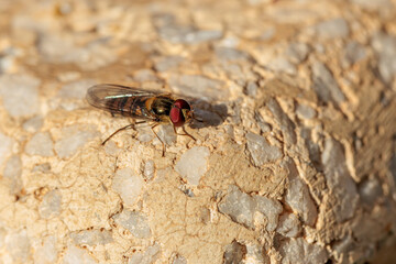 Hoverfly exploring rough stone surface on sunny day