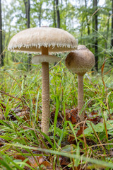 High Bedle (Macrolepiota procera) in the autumn forest, White Carpathians, Southern Moravia, Czech Republic