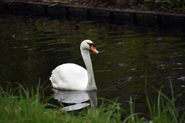 White swan on the water. 