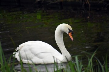 White swan on the water. 