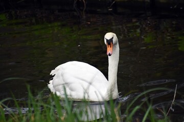 White swan on the water. 