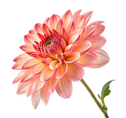 Beautiful Flower on a Transparent Background