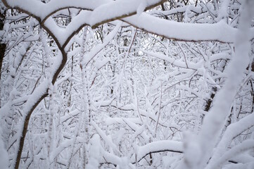 Snow-white snow in the grove. The onset of winter. Natural background.