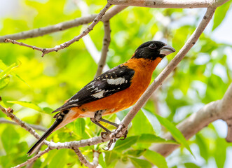 Black-headed Grosbeak