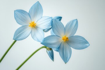 Fototapeta premium close up of two blue flowers with yellow centers