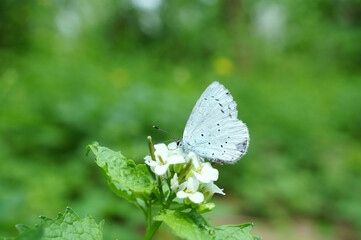 A small beautiful butterfly on a background of green grass.