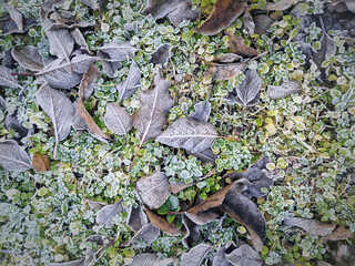 Frosted ground covered with a mix of fallen leaves and green plants. The frost gives the foliage an icy contrasting appearance. The mix of seasons as transition from autumn to winter