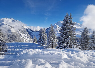 Snowy landscape with evergreen trees and snow covered Aravis mountains ridge in the background under a clear blue sky. Picturesque scene showcasing the beauty of winter in the French Alps