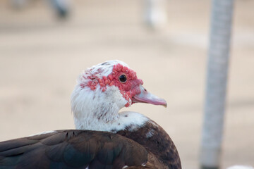 Muscovy Duck