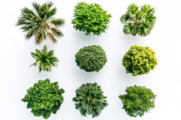 top view of various green trees on white background