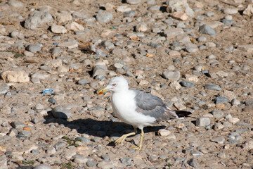 Herring Gull