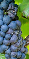 Blue grapes infested with gray mold