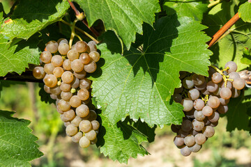 Vineyard with Hibernal near Cejkovice, Southern Moravia, Czech Republic © Richard Semik