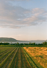 Landscape with vineyards on the banks of lake Balaton at sunset