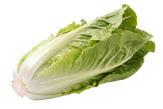 Una lechuga romana aislada
