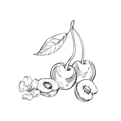 Cherry branch vector black and white illustrations hand drawn with ink. Leaves, berries of cherry on a white background. Isolated elements for label design