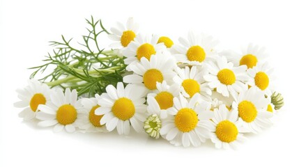 close up of a bunch of daisy flowers on a white background