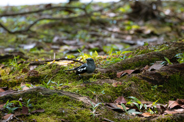 Oriental magpie-robin eating an insect centipede in Taiping Lake Gardens. The Oriental magpie-robin (Copsychus saularis) is a small passerine bird formerly classed as a member of the thrush family.