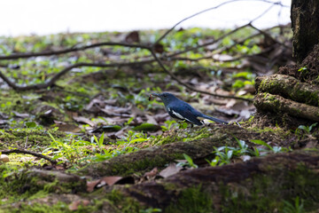 Oriental magpie-robin eating an insect centipede in Taiping Lake Gardens. The Oriental magpie-robin (Copsychus saularis) is a small passerine bird formerly classed as a member of the thrush family.