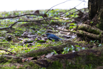 Oriental magpie-robin eating an insect centipede in Taiping Lake Gardens. The Oriental magpie-robin (Copsychus saularis) is a small passerine bird formerly classed as a member of the thrush family.