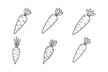 Carrot (Daucus carota) design, labeled line art vector illustration