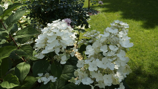  Hydrangea paniculata Grandiflora, white hydrangea on a natural background on a sunny day