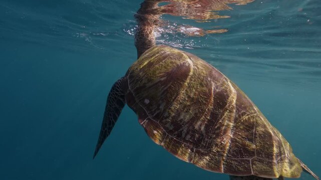 Snorkeling man freediver dive and turtle swimming together. Human contact with animals. Man watching. Amazing wild life, marine animals. Deep blue sea ocean coral reef, wild nature safari on Bali.