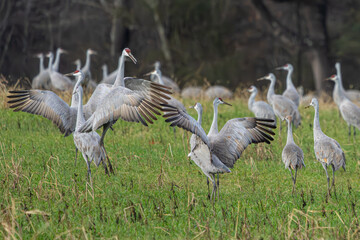 Sandhill Cranes fighting in a field