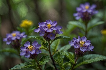 Obraz premium violet flowers