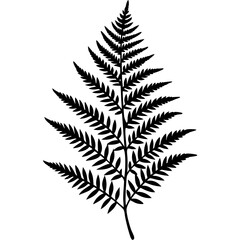 Detailed Vector Line Art Fern Edition