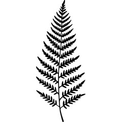 Detailed Vector Line Art Fern Edition