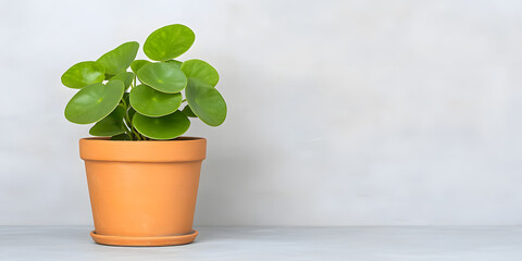 Fototapeta premium A vibrant green potted plant with round leaves sits on a light gray surface against a simple background. Perfect for home decor or wellness themes.