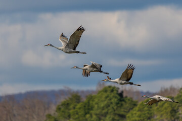 Sandhill Cranes flying over a marsh