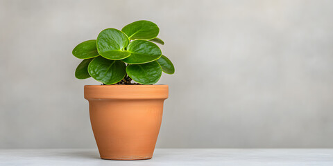 Fototapeta premium A vibrant green plant in a terracotta pot sits on a white surface against a muted gray background.