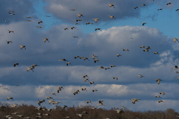 A sky filled with Sandhill Cranes