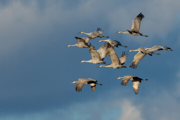 Sandhill Cranes flying over a marsh