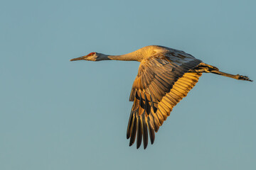 A Sandhill Crane flying over a marsh