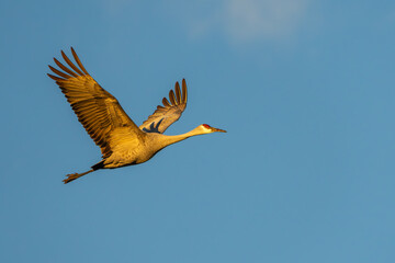 A Sandhill Crane flying over a marsh