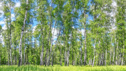 Fototapeta premium Birch grove on a sunny spring summer day, summertime landscape