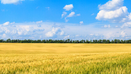 Fototapeta premium Rural landscape, banner - field of young wheat in the rays of the summer sun on a hot day